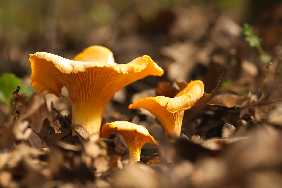 chanterelle