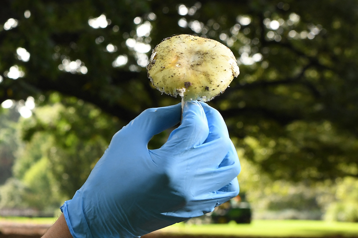 Death cap mushroom