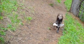 yellowstone wolves