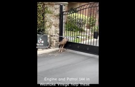 two deer trapped