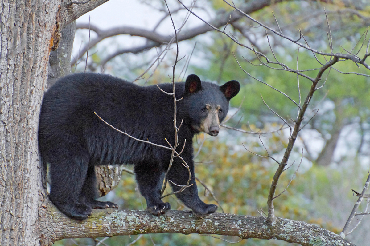 bear-myths-you-need-to-stop-believing