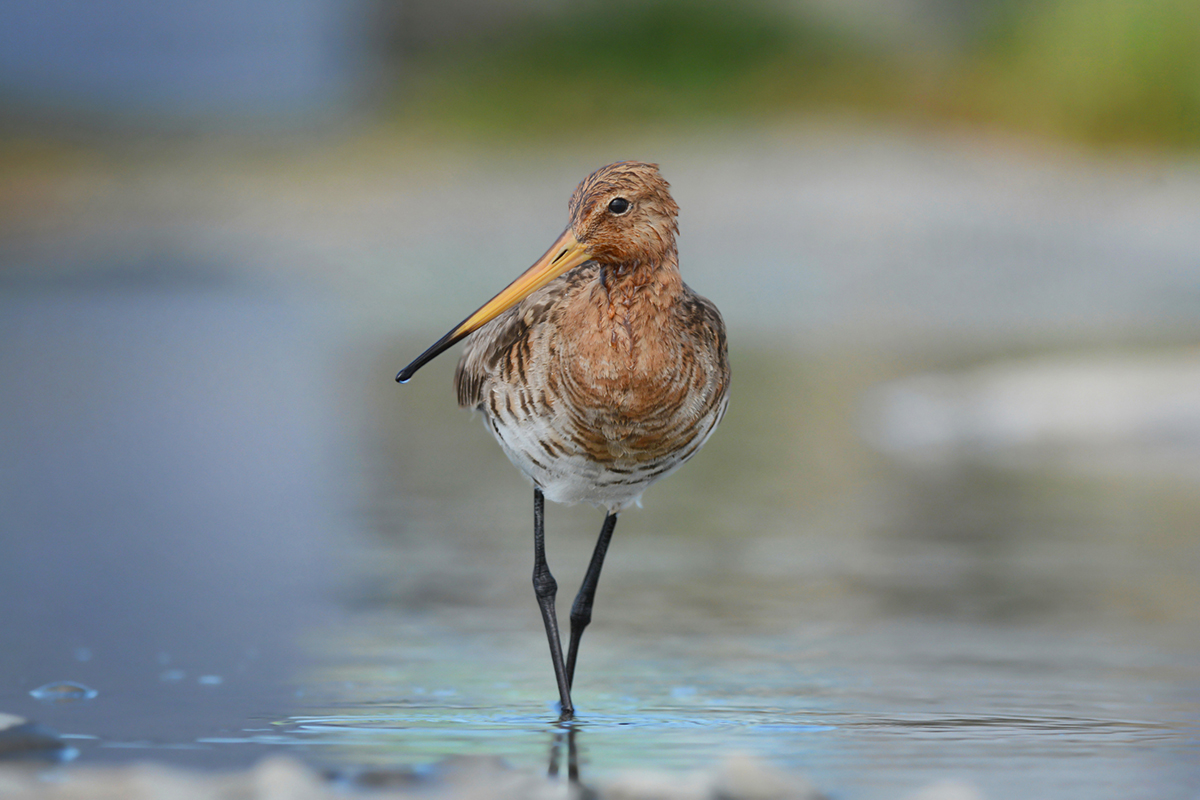 bird-species-with-long-migration