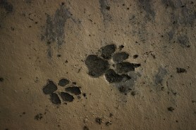 different-animal-tracks