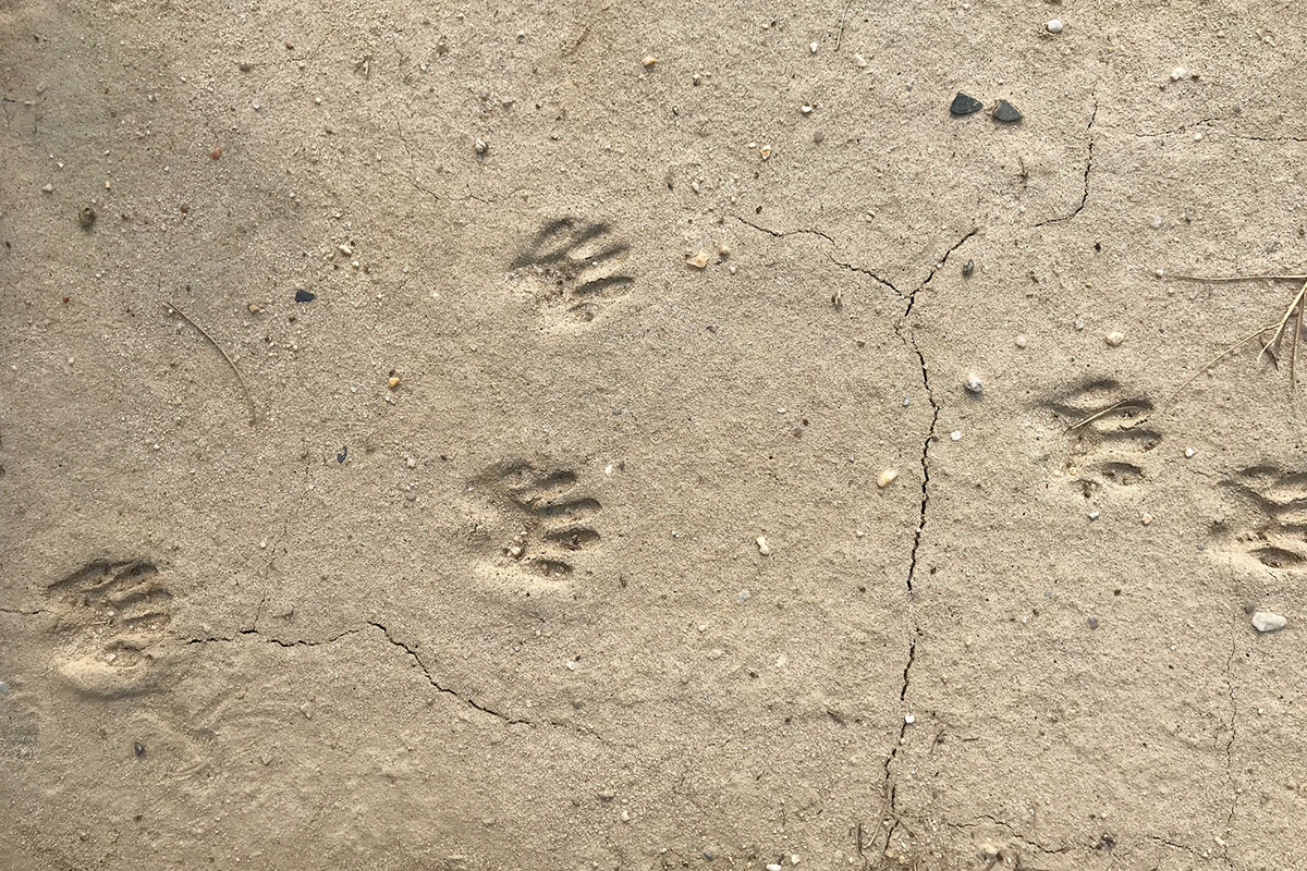 different-animal-tracks