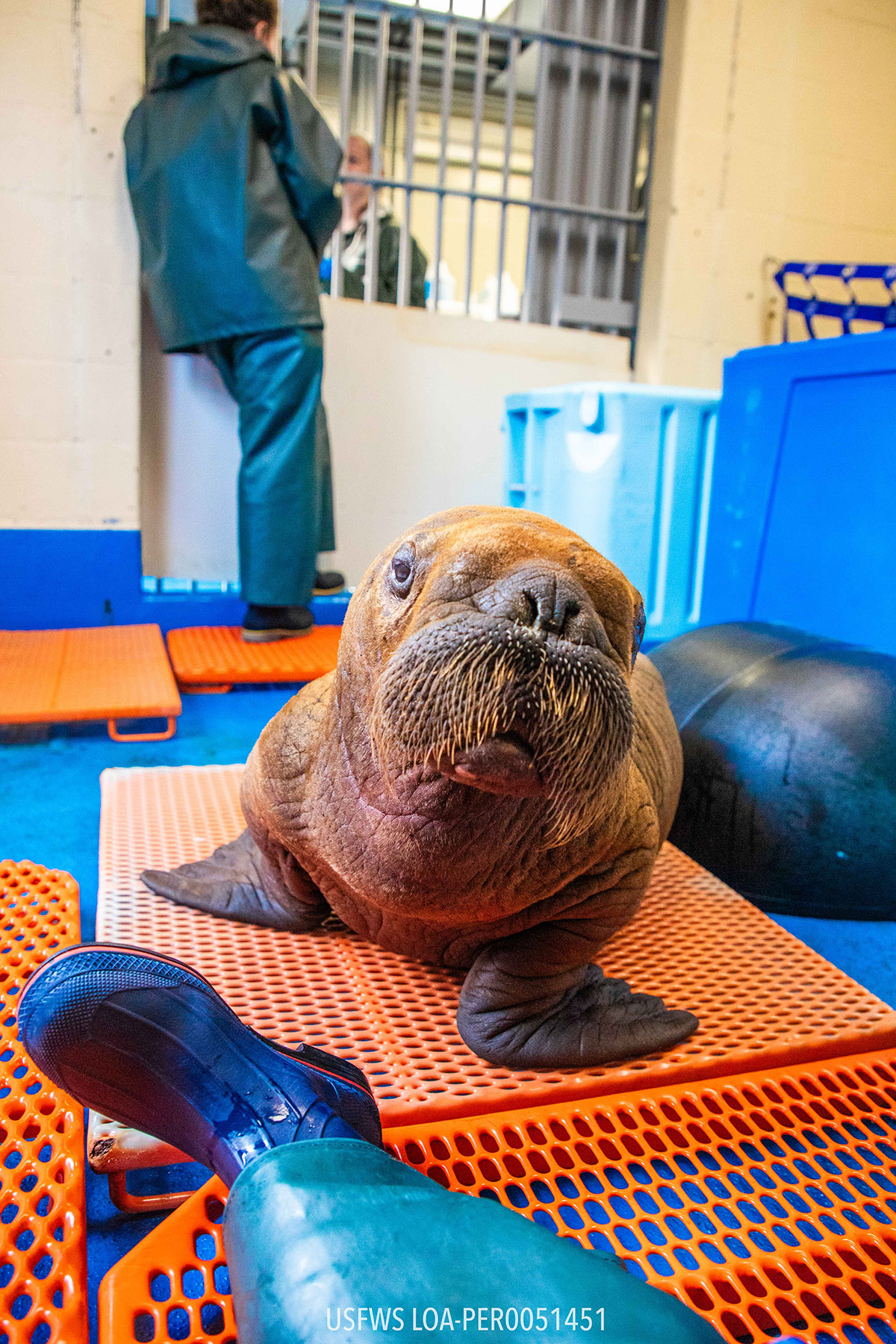 dream-job-alert-baby-walrus-cuddler