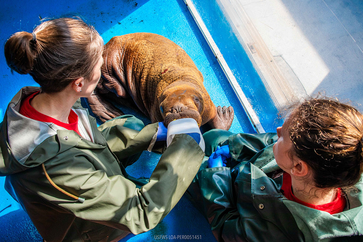 dream-job-alert-baby-walrus-cuddler