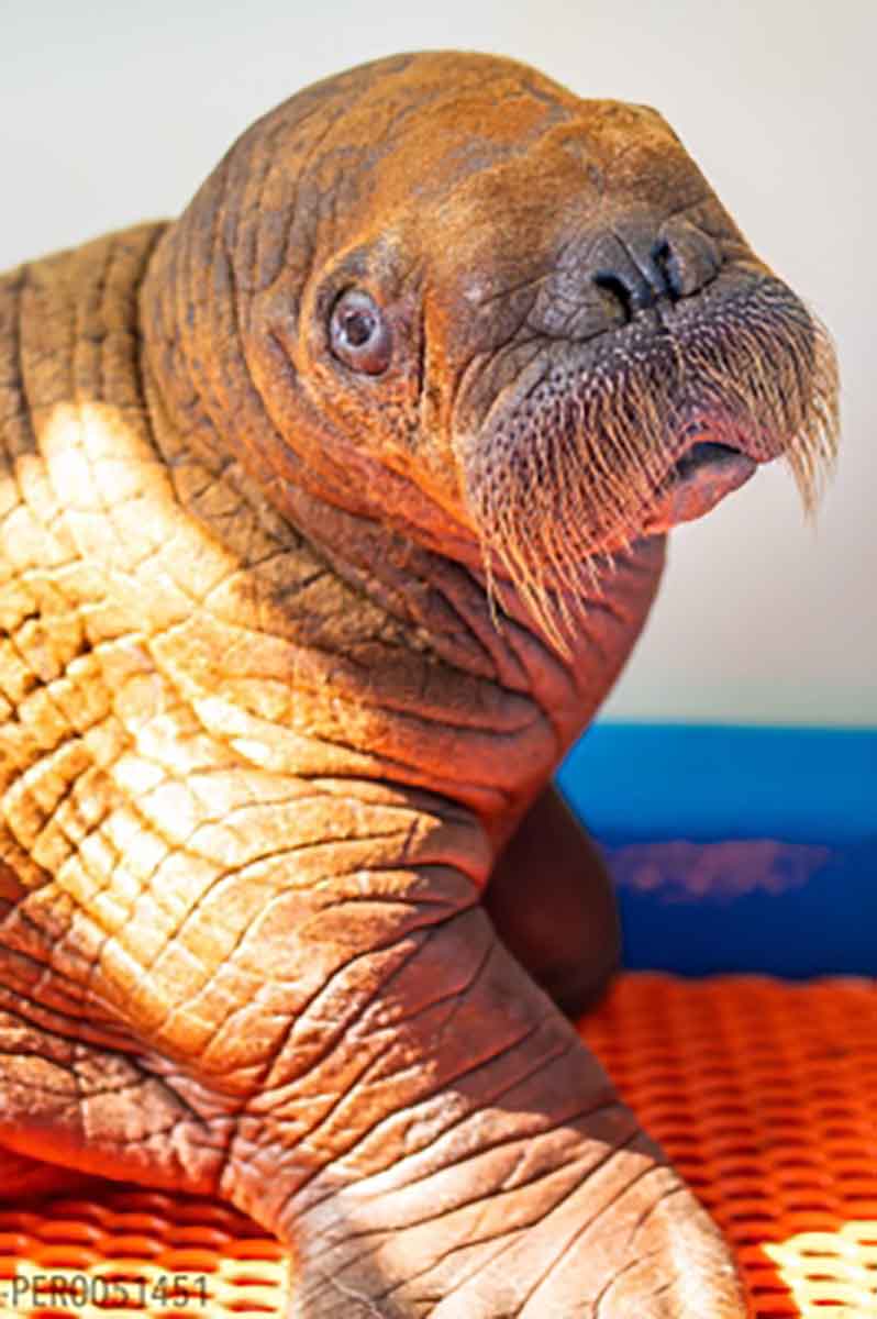 dream-job-alert-baby-walrus-cuddler