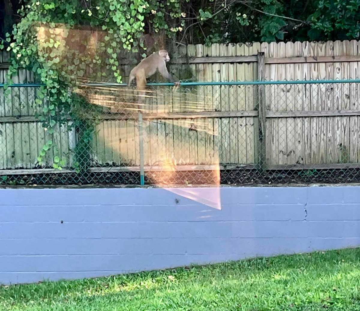 wild monkeys in florida