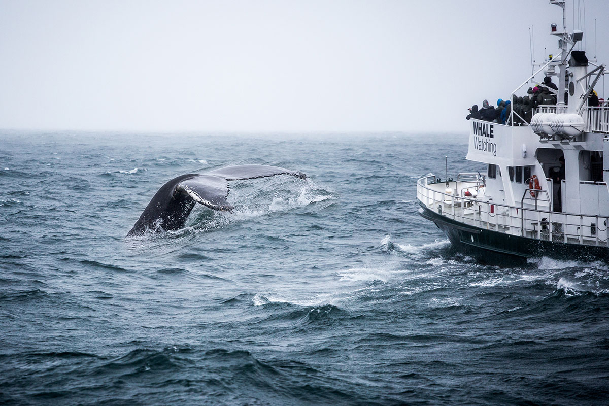 how-to-avoid-seasickness