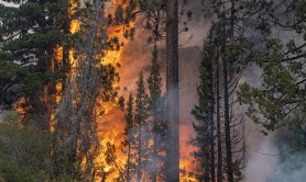 importance-of-forest-fires-in-ecosystems