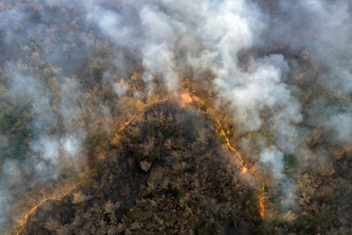 importance-of-forest-fires-in-ecosystems