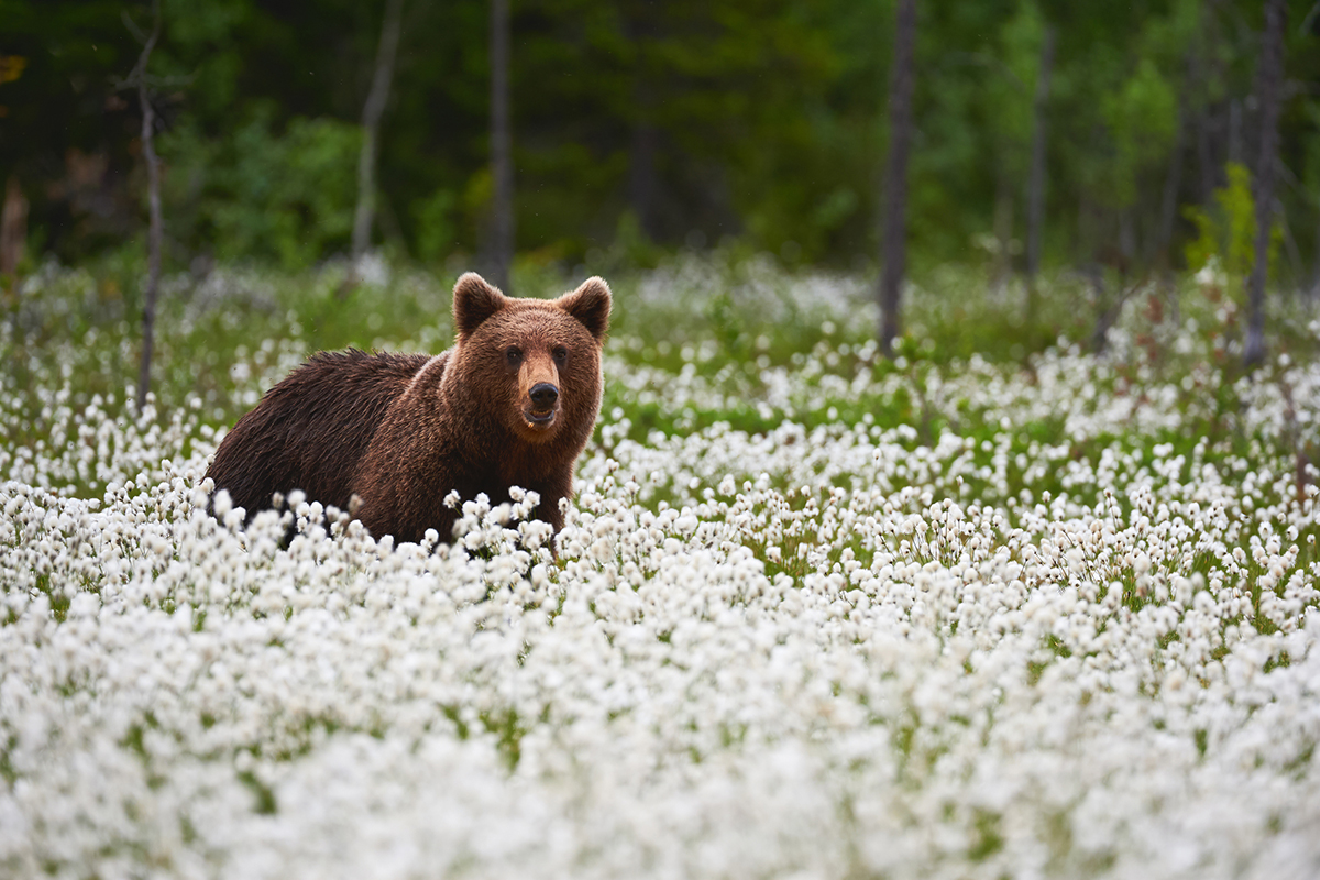 minimize-your-impact-on-local-wildlife