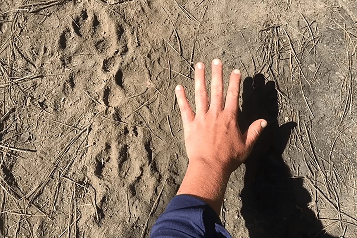 new-gray-wolf-pack-discovered-in-southern-california