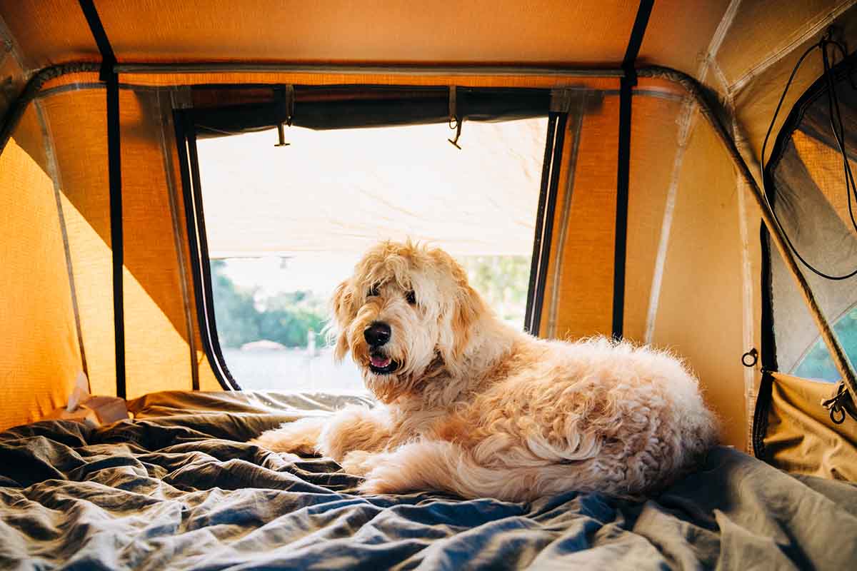 outdoor-gear-your-dog-will-love