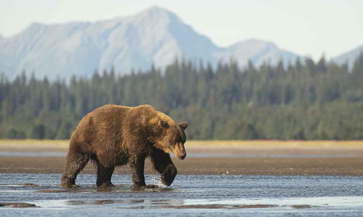 things-you-didnt-know-about-grizzlies