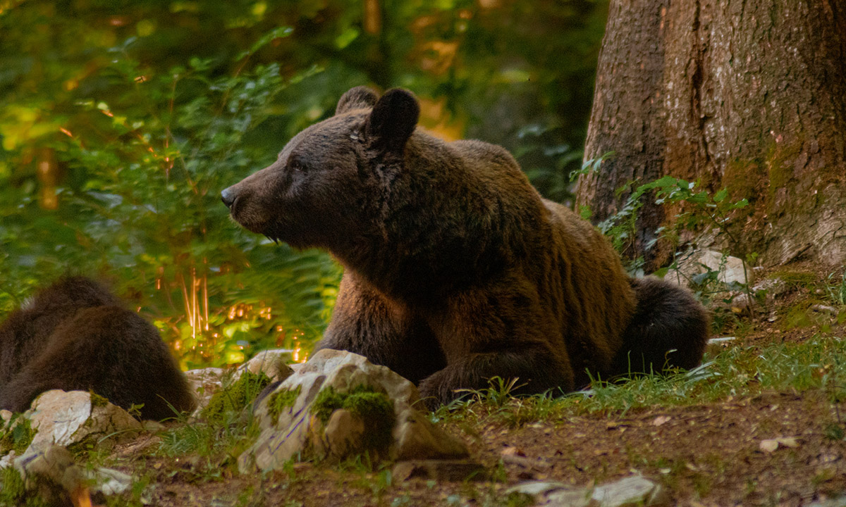 understanding-animal-behavior-while-camping