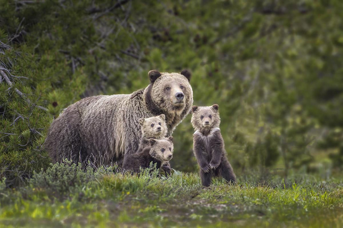 understanding-animal-behavior-while-camping