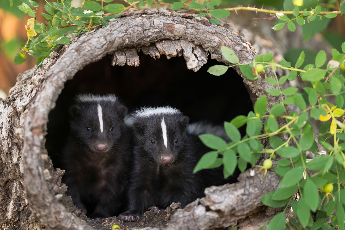 understanding-animal-behavior-while-camping