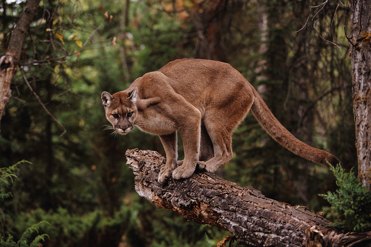 understanding-animal-behavior-while-camping