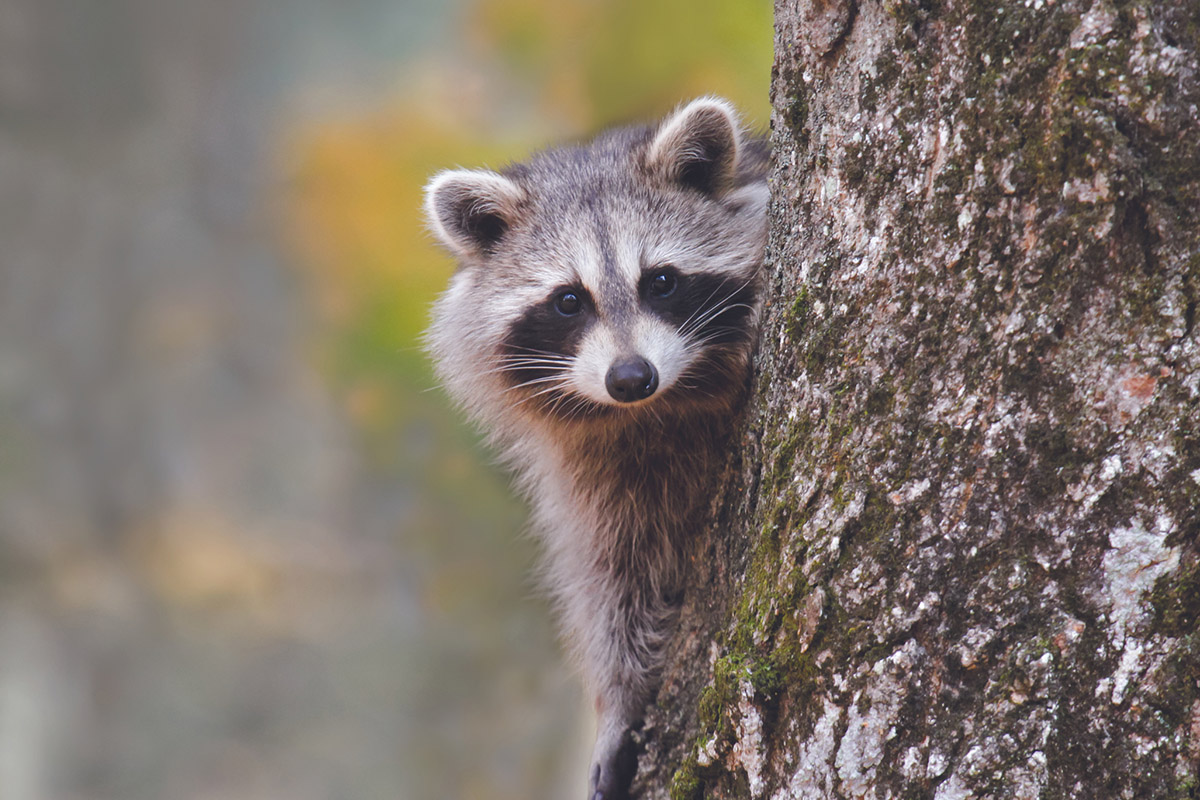 understanding-animal-behavior-while-camping