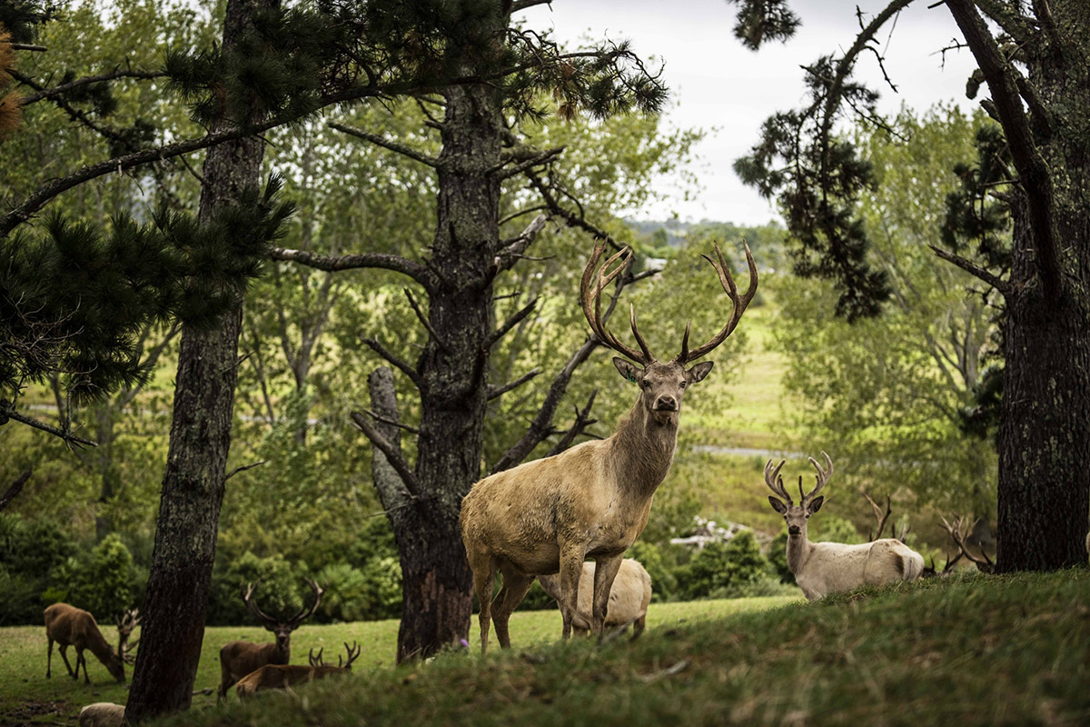 understanding-animal-behavior-while-camping