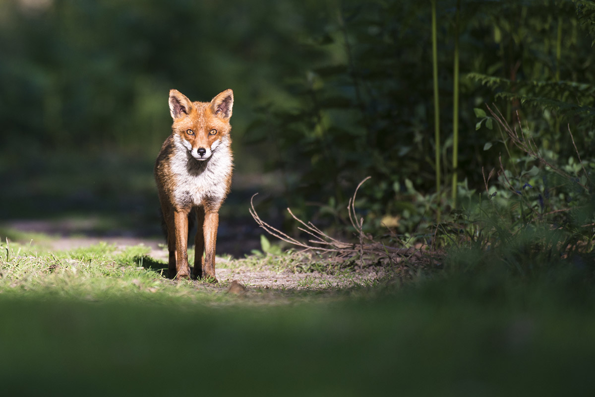 understanding-animal-behavior-while-camping