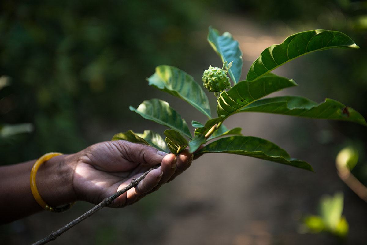 universal-edibility-test-for-foraging