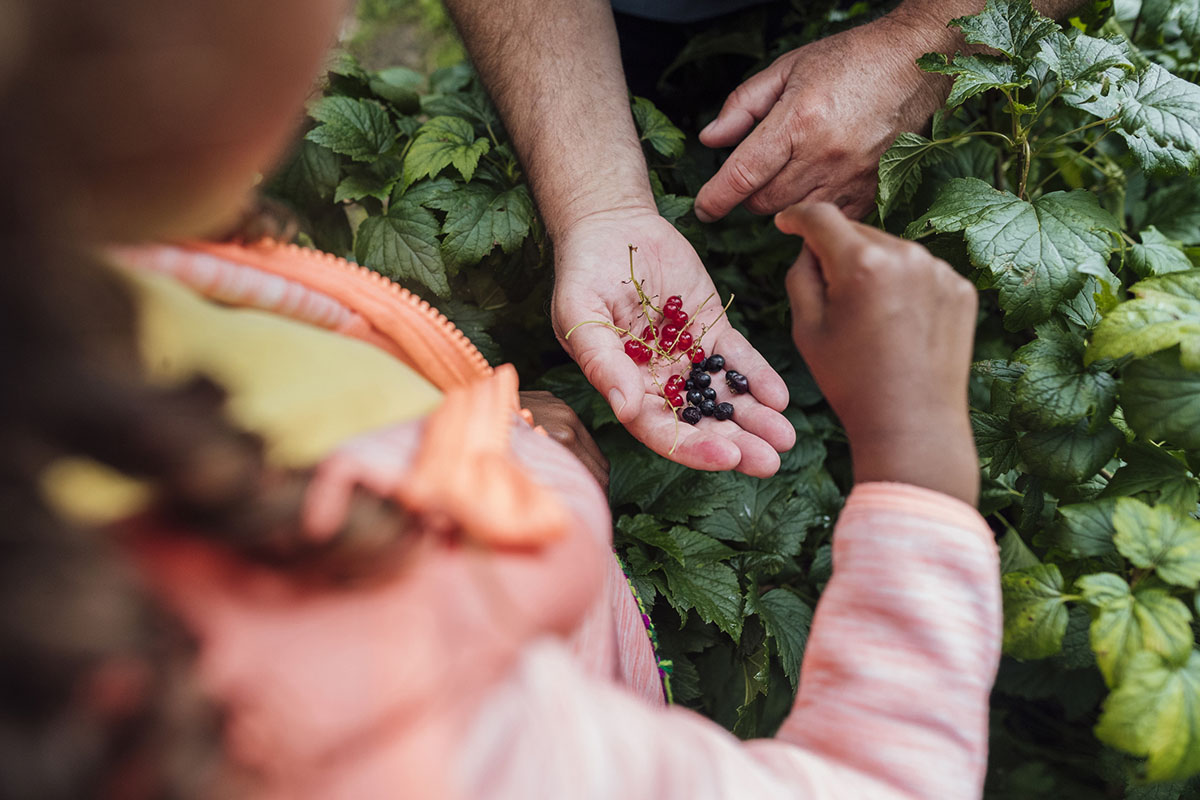 universal-edibility-test-for-foraging