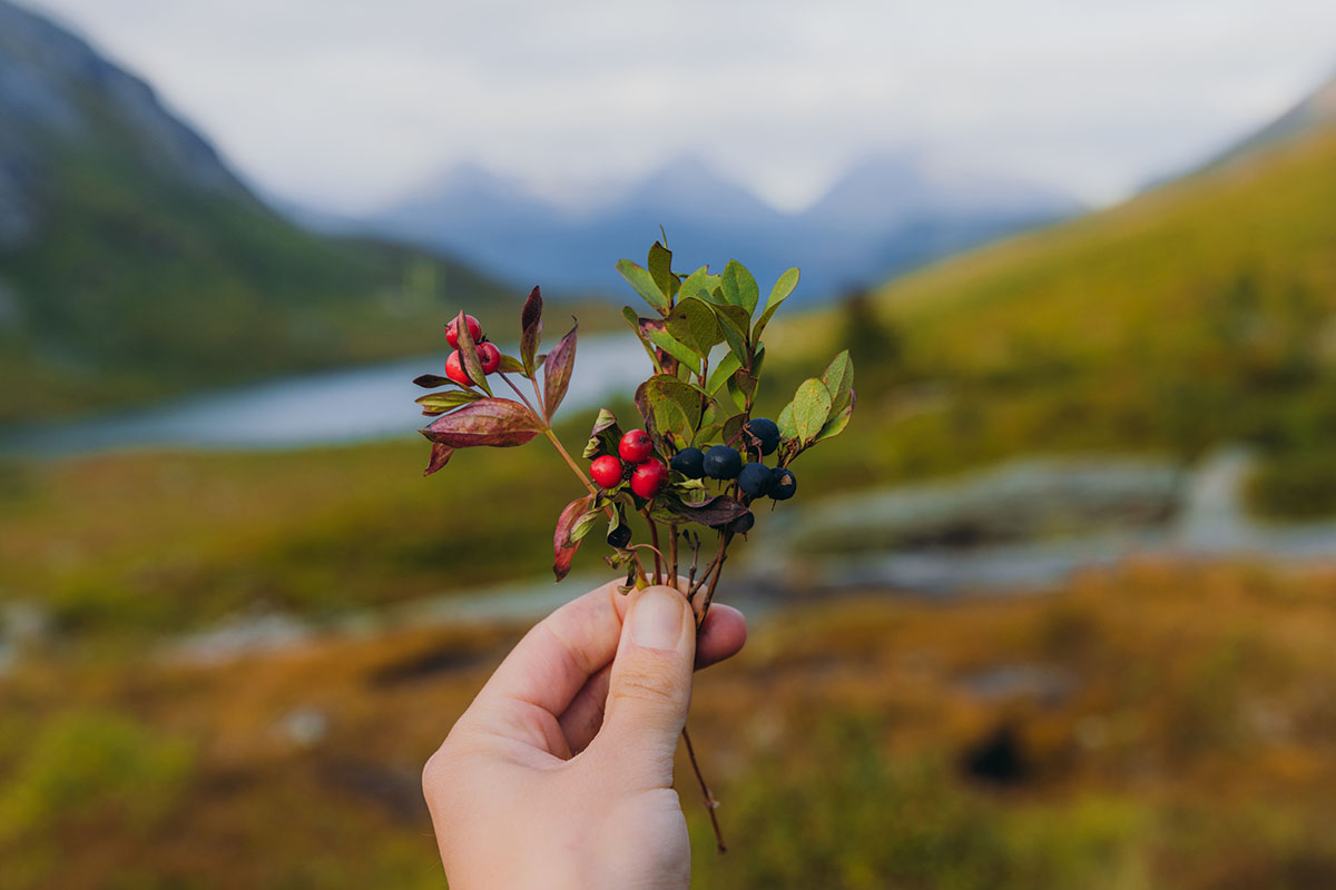 universal-edibility-test-for-foraging