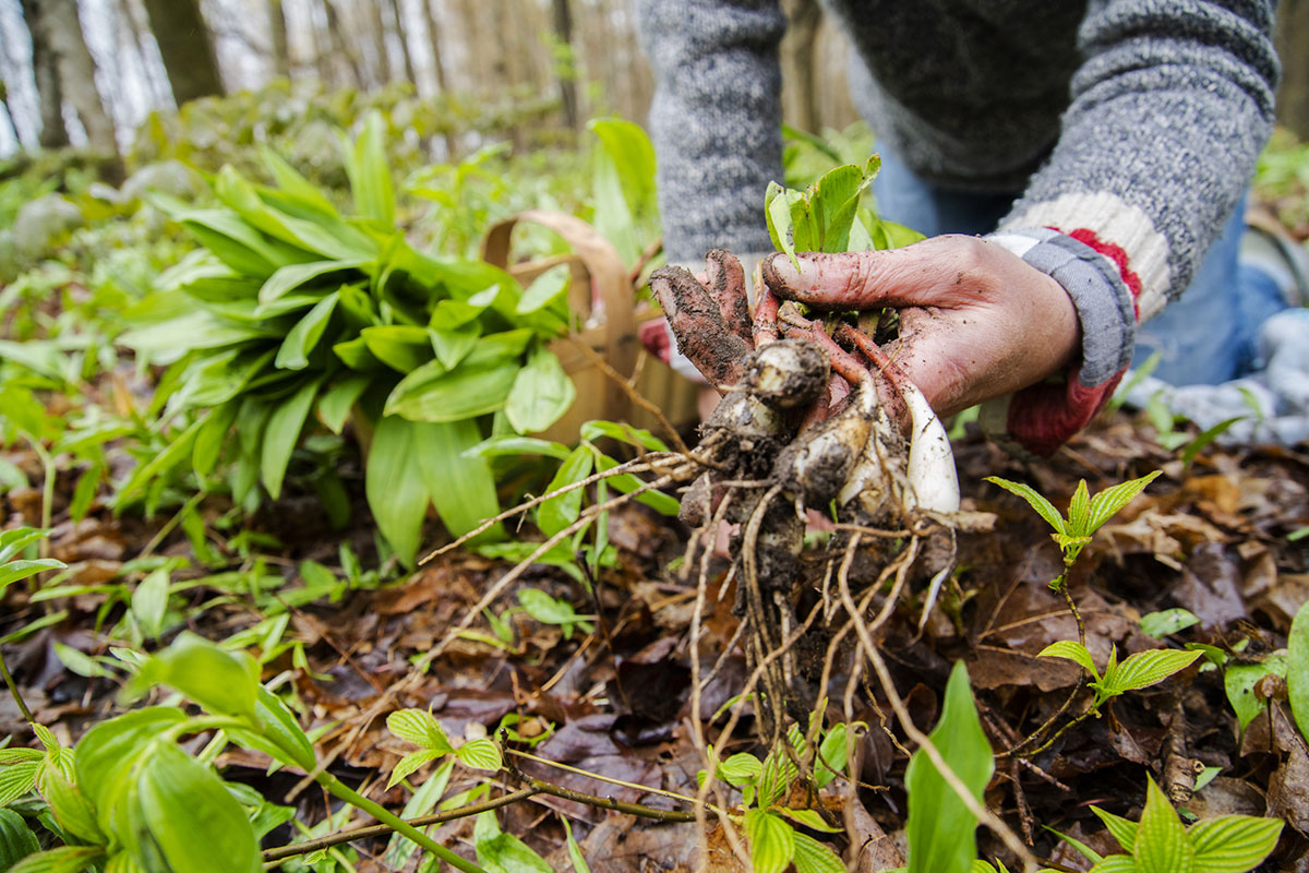 universal-edibility-test-for-foraging