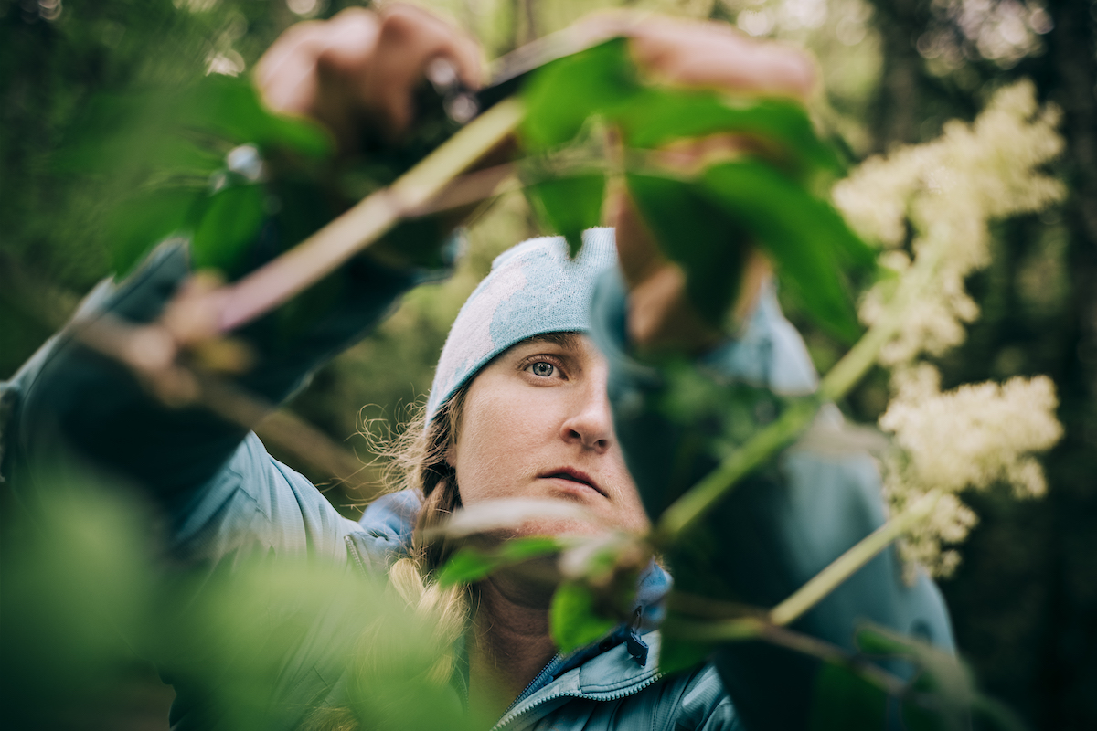 Low angle view of women cutting elderflower off branch while foraging in forest