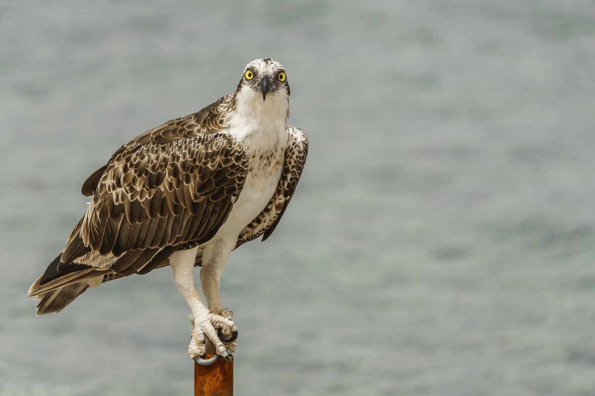 osprey fishing