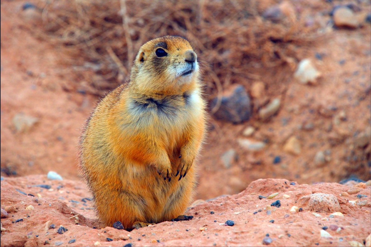 utah prairie dog