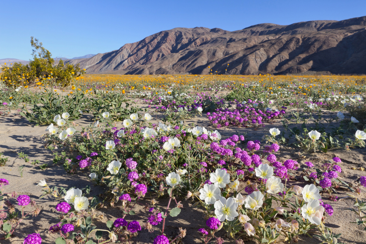 drive to anza-borrego