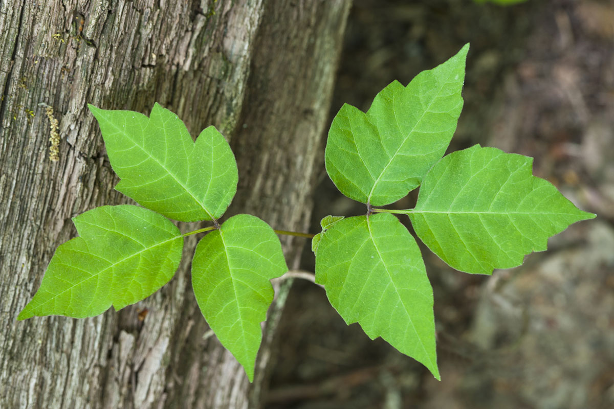 dangerous-plants-and-fungi-to-avoid-while-foraging