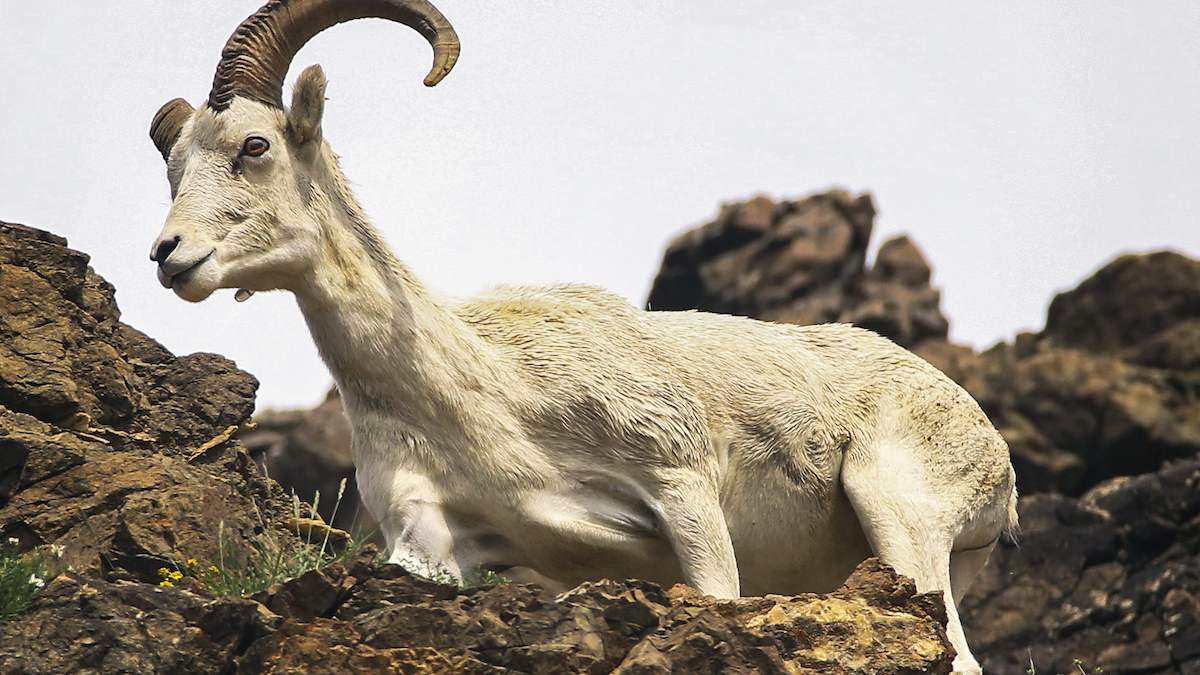 denali dall sheep