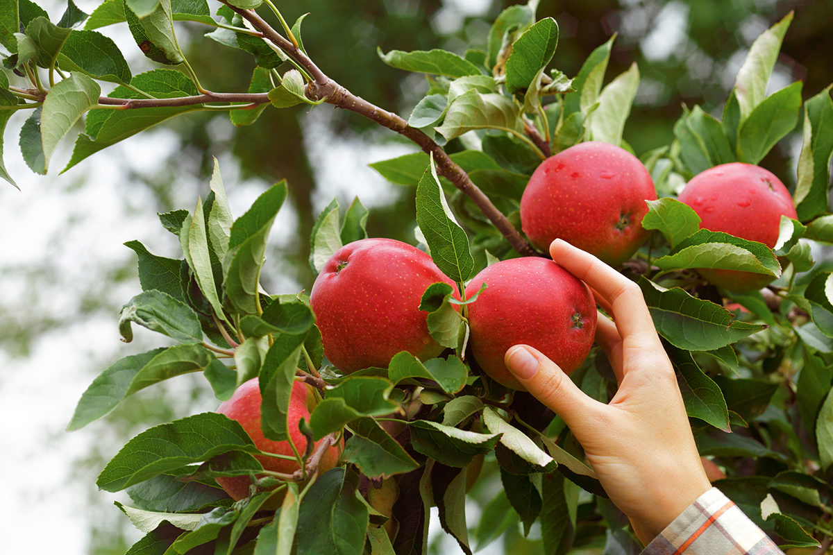 fall-foraging-adventures