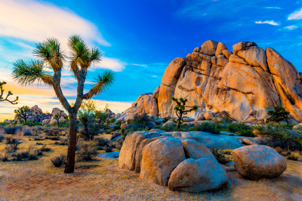 joshua tree facts