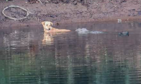 marsh-crocodiles-save-stray-dog