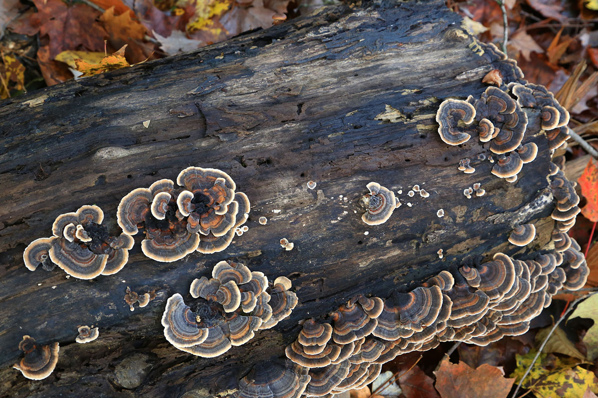 mushrooms-to-forage-in-winter