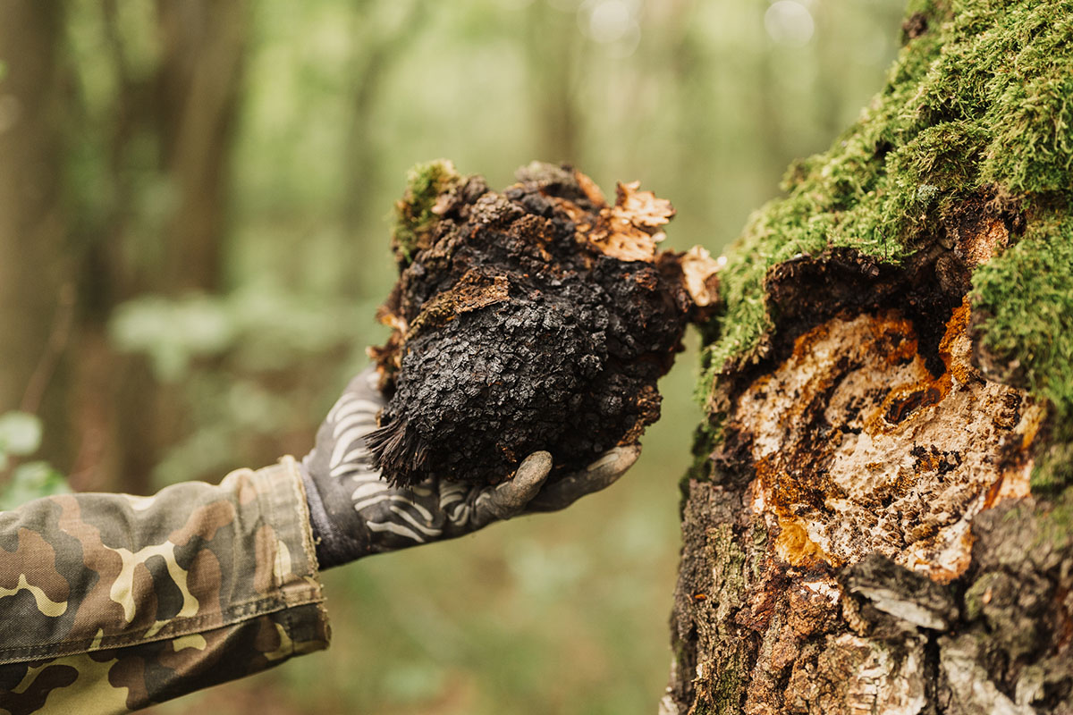 mushrooms-to-forage-in-winter