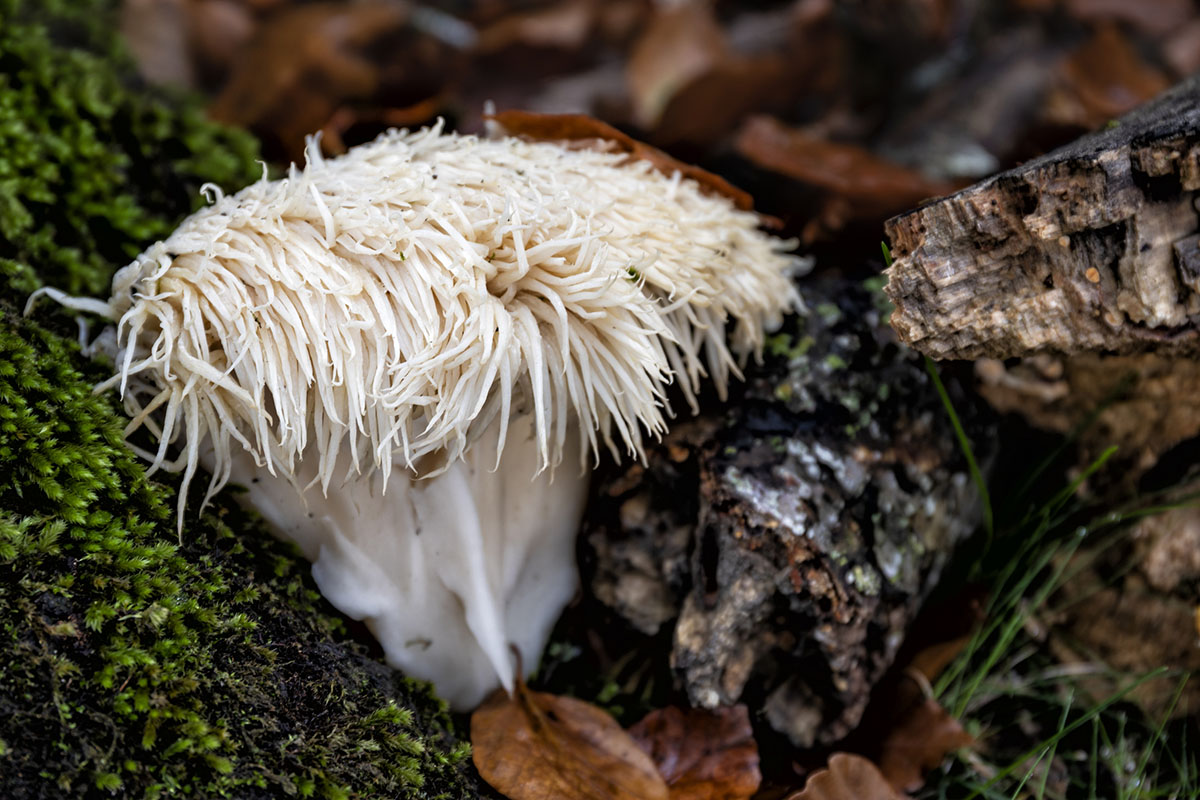 mushrooms-to-forage-in-winter