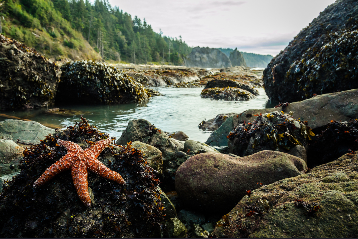 olympic np facts