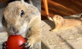 poppy-the-prairie-dog