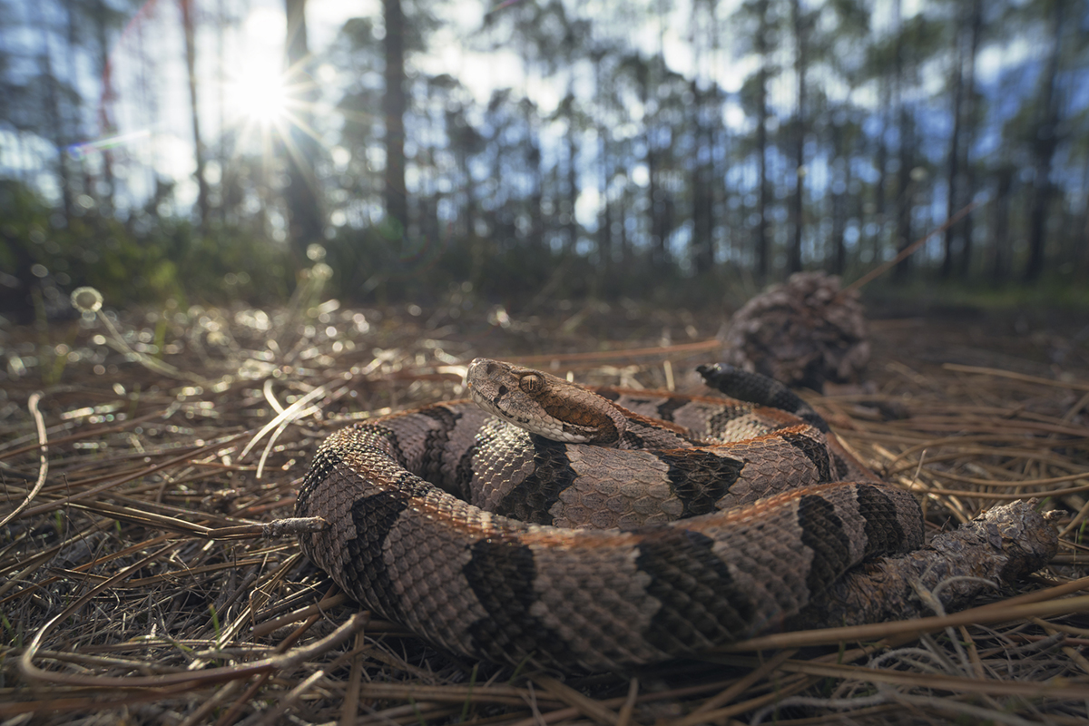 snake-myths-busted-by-an-expert