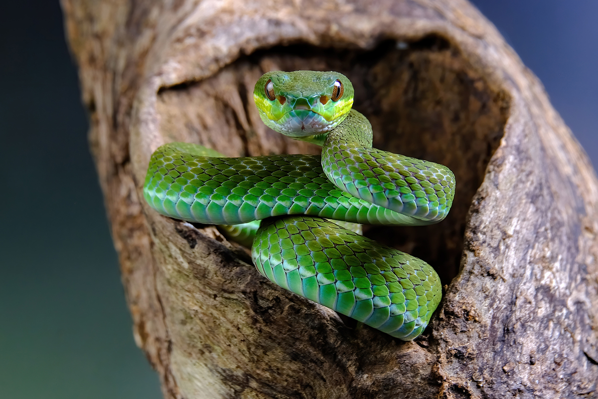 snake-myths-busted-by-an-expert