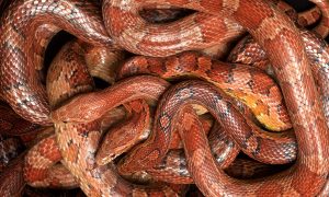 snake-myths-busted-by-an-expert