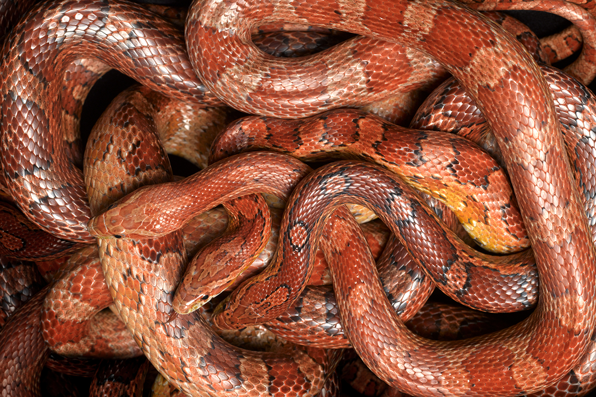 snake-myths-busted-by-an-expert