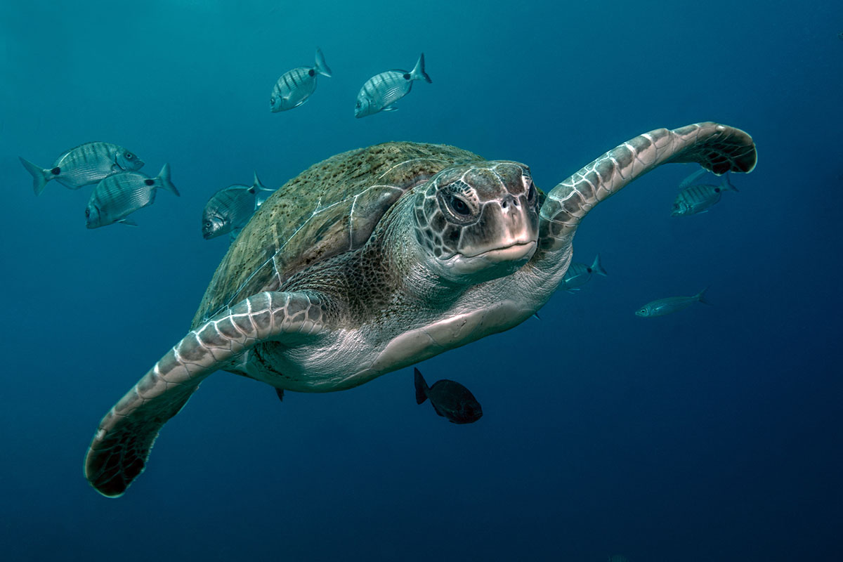 things-you-didnt-know-about-dry-tortugas-national-park