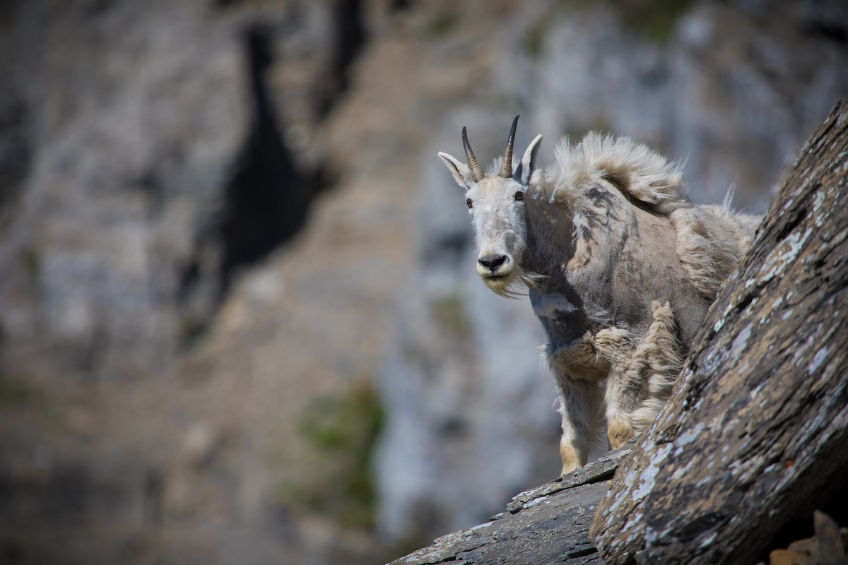 mountain goat